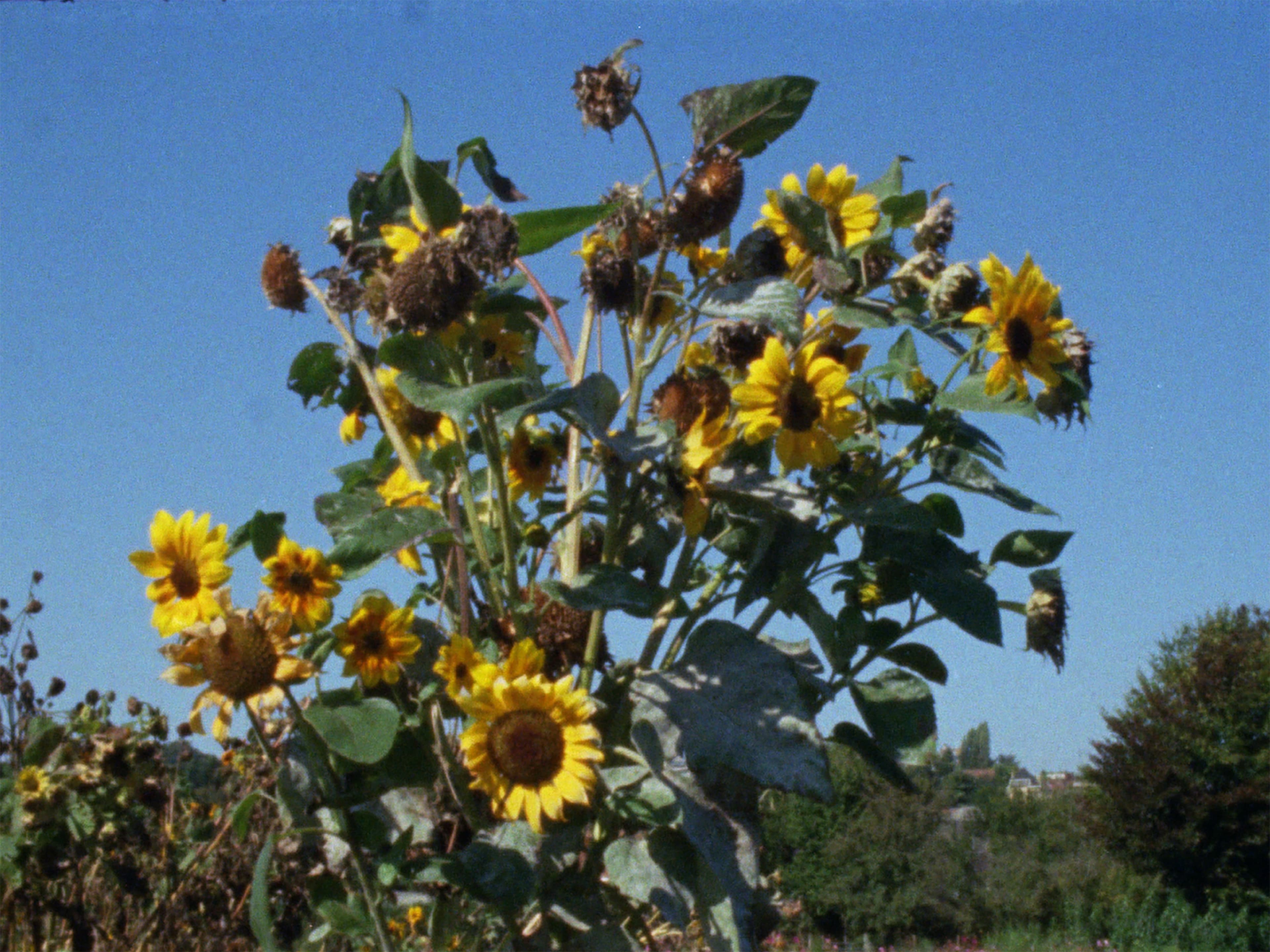 Lomme´s garden